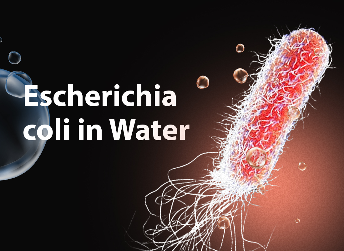 Escherichia coli in Water