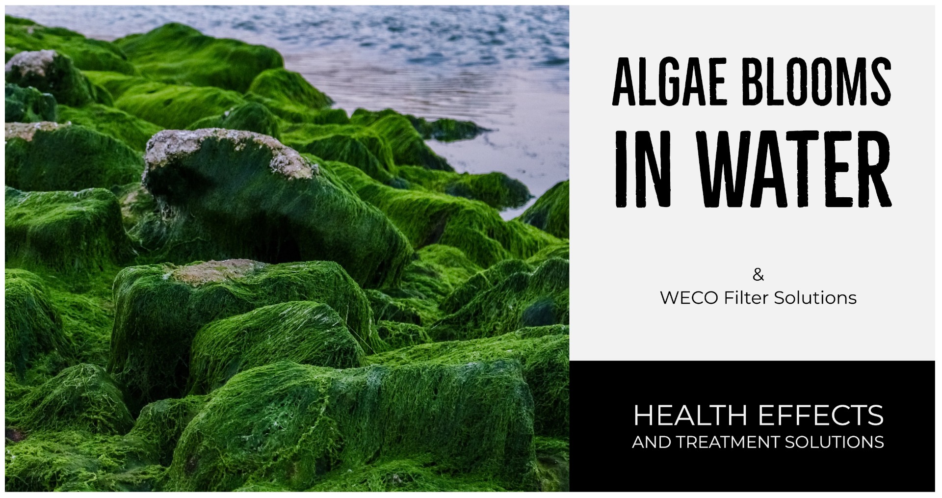 Algae in Water