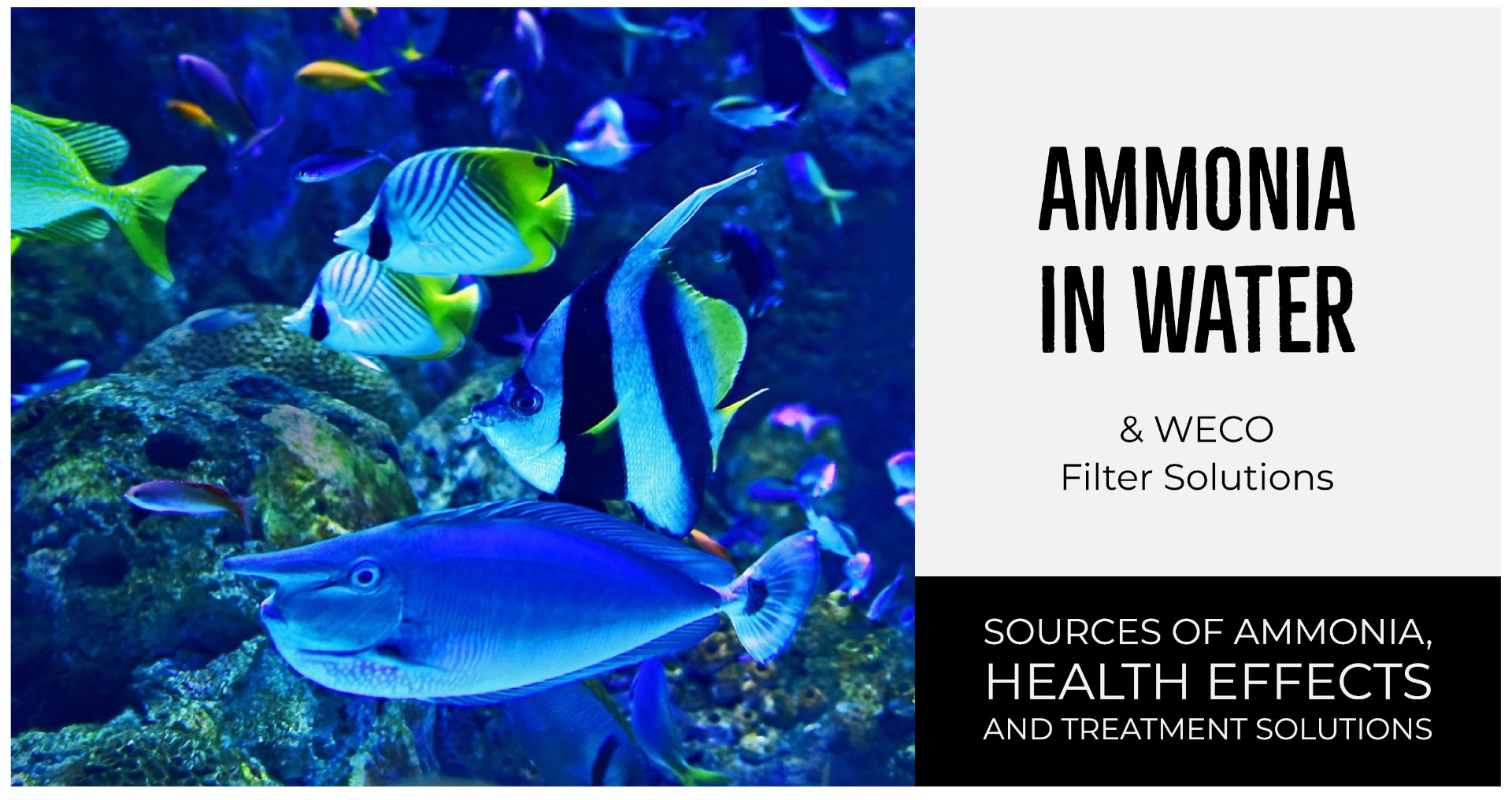 Ammonia is toxic to fish and aquatic wildlife