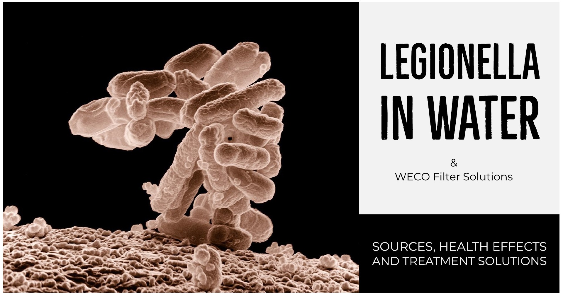 Legionella in Water